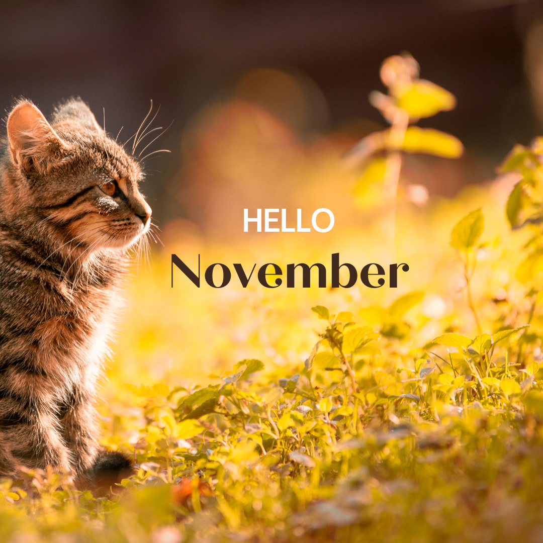 Read more about the article Hello November