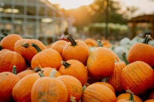 Read more about the article Pumpkin Patches!!!